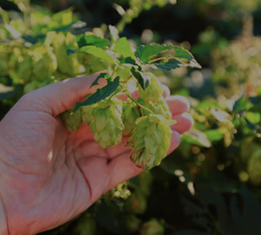 Das Hopfenjahr, Hopfenanbau, Hopfensorten, Taucherwald Agrar GmbH